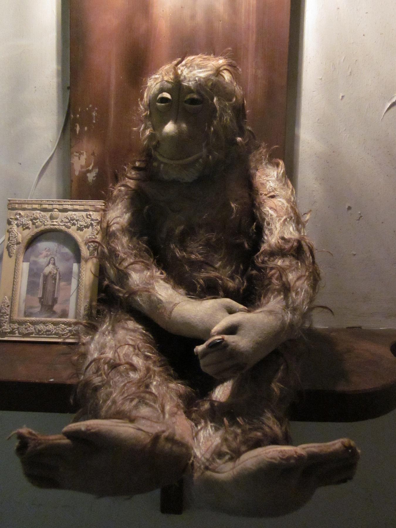  mystery monkey 60CMβ